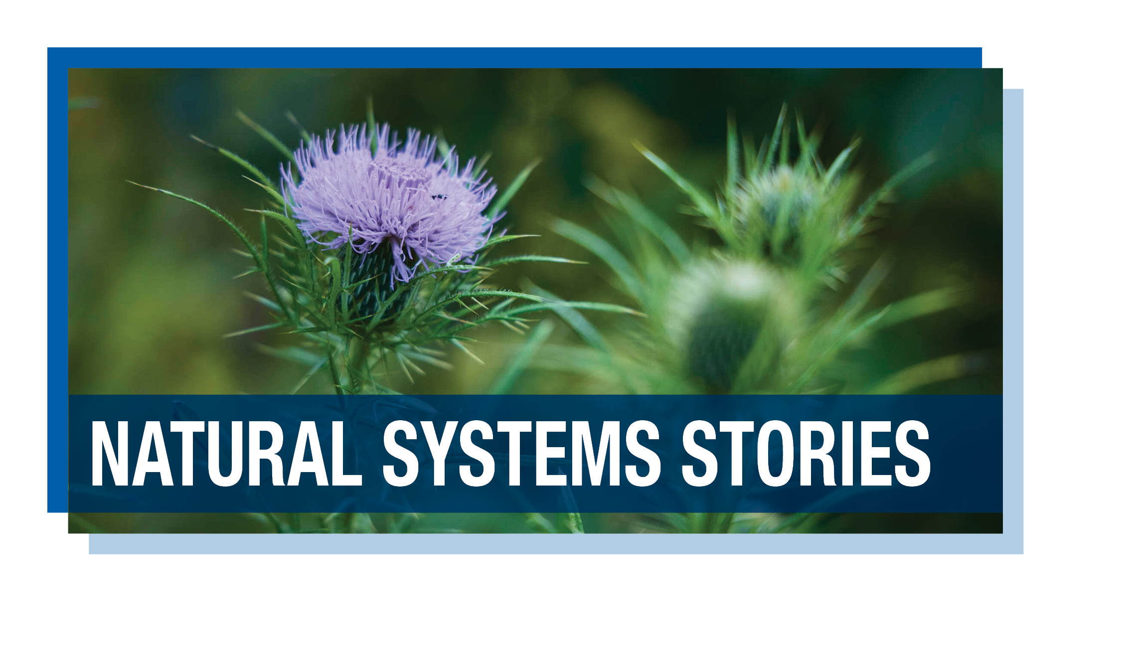 Case studies about natural systems in the Twin Cities region are available on the Local Planning Handbook website