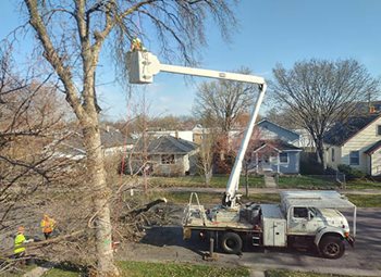 Cherry picker truck lifts man with chain saw towards diseased ash tree.