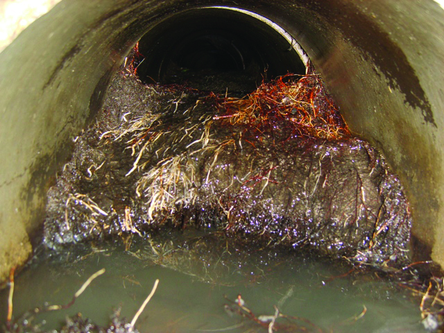 21b Root Intrusion Large mass